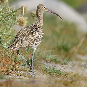 Eurasian Curlew